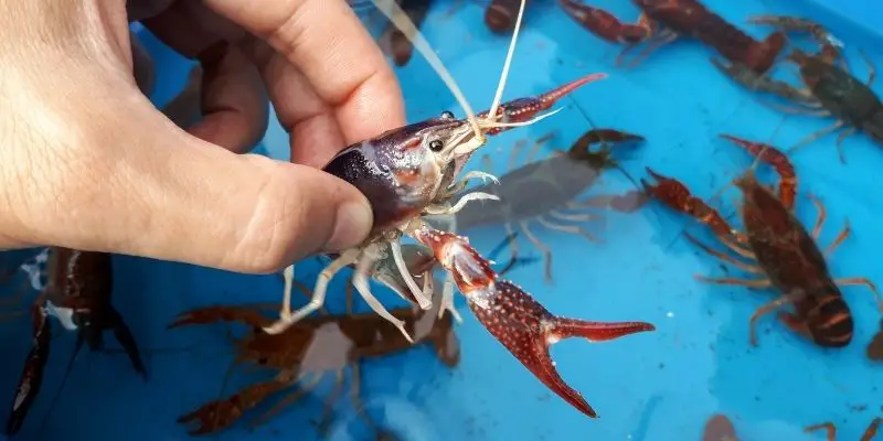 holding a crayfish over a bucket of crayfish