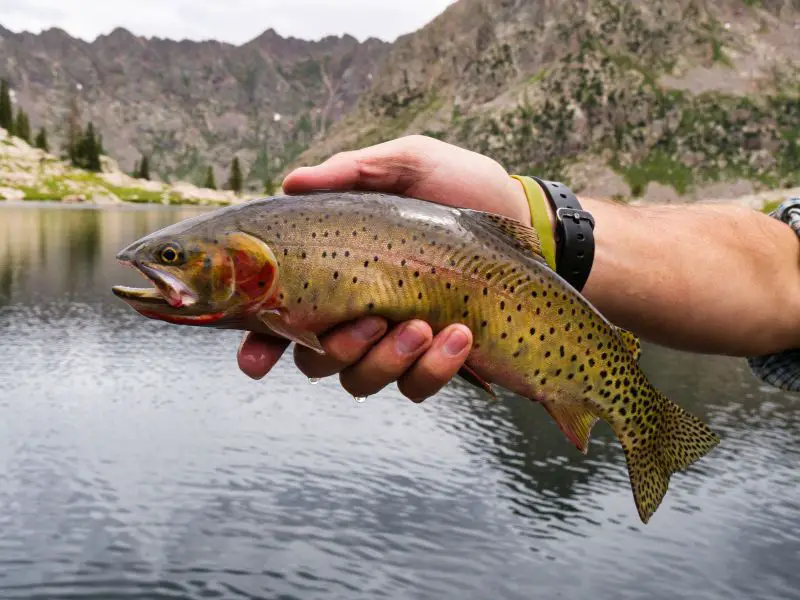 holding a trout caught in muddy water