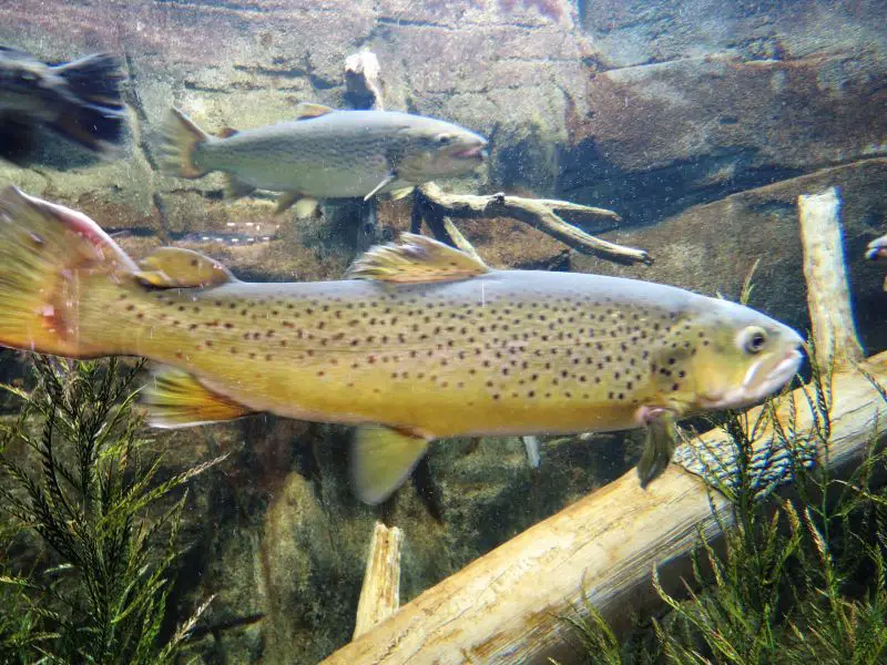 trout hiding with logs and weeds